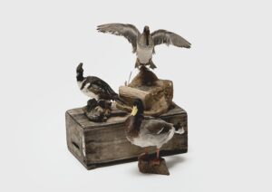 Hooper's Creek Ducks