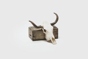 Morrisville Steer Skull