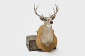 Woodland Stag's Head